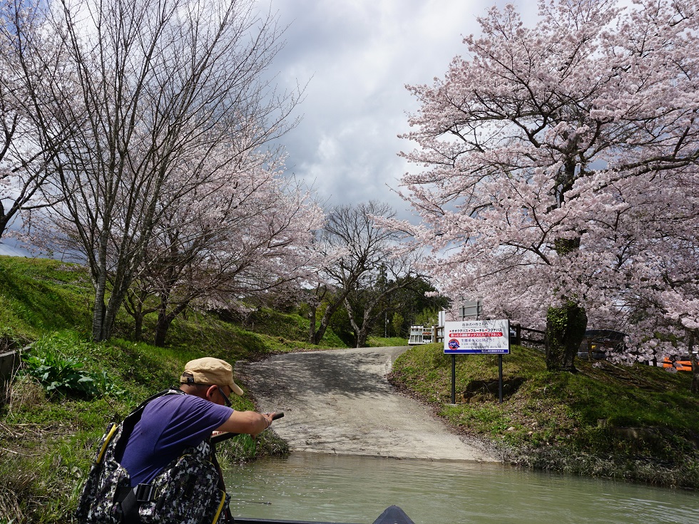 三重県宮川花見は、カヌー上から桜を見るのがおすすめである